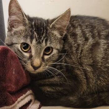 Miss Scarlet -  Domestic Short Hair Cat for Adoption in Milan, Illinois - Miss Scarlet | PetCurious