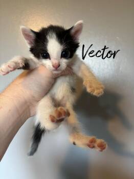 Vector -  Domestic Short Hair Cat for Adoption in Rutherfordton, North Carolina - Vector | PetCurious