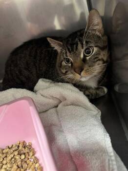 Domestic Short Hair Cats Available for Adoption in Killeen, Texas - BUBBA | PetCurious