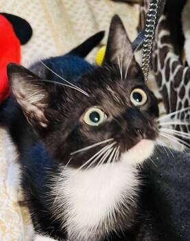 Caspian -  Domestic Medium Hair Cat for Adoption in New York, New York - Caspian | PetCurious