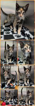 Autumn -  Domestic Short Hair Cat for Adoption in Universal City, Texas - Autumn | PetCurious