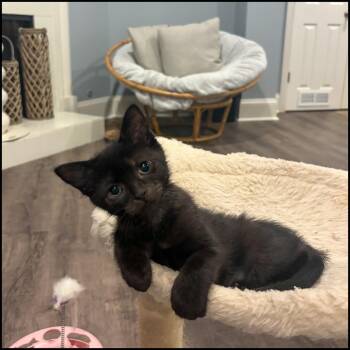 Zen -  Domestic Short Hair Cat for Adoption in Roswell, Georgia - Zen | PetCurious