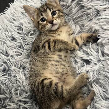 Domestic Short Hair Cats Available for Adoption in Chicago, Illinois - Madison | PetCurious