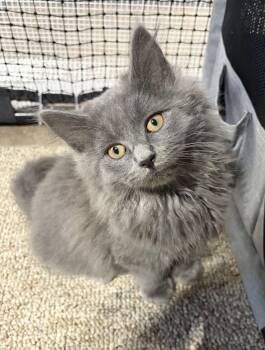 Dove -  Domestic Long Hair and Domestic Medium Hair Cat for Adoption in Rootstown, Ohio - Dove | PetCurious