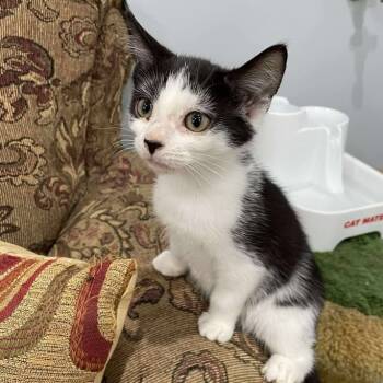 Rescue Domestic Short Hair Cats for Adoption in Fairmont, West Virginia - Frida | PetCurious