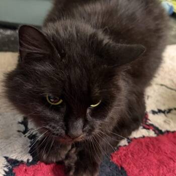Domestic Medium Hair Cats Available for Adoption - Poof | PetCurious