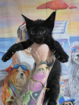 Sprout -  Domestic Short Hair Cat for Adoption in Aurora, Colorado - Sprout | PetCurious