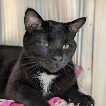 Rescue Domestic Short Hair Cats for Adoption in La Crescent, Minnesota - PANTHER [& Cisco] (m) | PetCurious