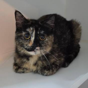 Pebble -  Domestic Short Hair Cat for Adoption in Jefferson City, Tennessee - Pebble | PetCurious