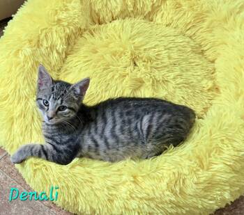 Denali -  Domestic Short Hair Cat for Adoption in Penndel, Pennsylvania - Denali | PetCurious