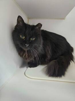 Domestic Long Hair Cats Available for Adoption in Maryville, Tennessee - Miko | PetCurious