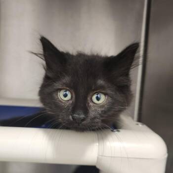 Michonne -  Domestic Medium Hair Cat for Adoption in Fort Wayne, Indiana - Michonne | PetCurious