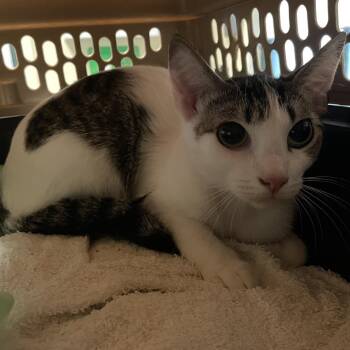 Milkshake -  Domestic Short Hair Cat for Adoption in Pasadena, California - Milkshake | PetCurious