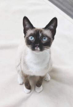 Lulu -  Snowshoe and Siamese Cat for Adoption in Alameda, California - Lulu | PetCurious