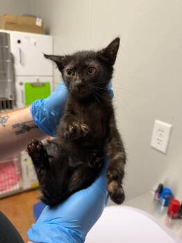 Dean -  Domestic Short Hair Cat for Adoption in Bolivar, Missouri - Dean | PetCurious