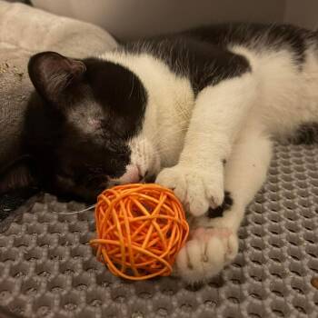 Domestic Short Hair Cats Available for Adoption in Hedgesville, West Virginia - Blinky | PetCurious