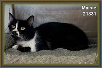 MAISIE -  Domestic Short Hair Cat for Adoption in Marietta, Georgia - MAISIE | PetCurious