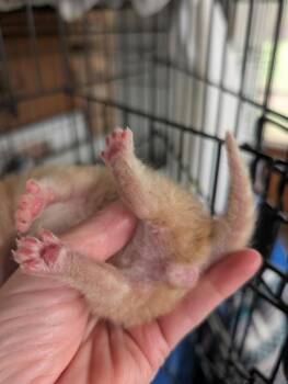Domestic Short Hair Cats Available for Adoption in Portland, Indiana - Soup Kitten Orange 1 | PetCurious