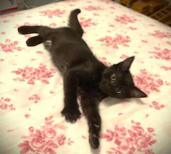 Domestic Short Hair Cats Available for Adoption in Fort Myers, Florida - Turin | PetCurious