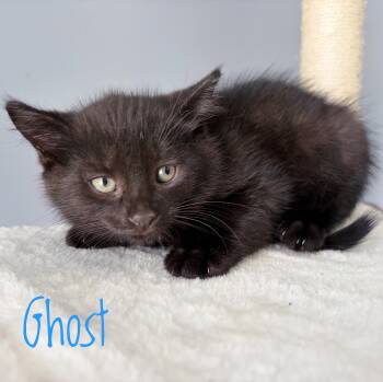 Ghost -  Domestic Short Hair Cat for Adoption in Bethel, Ohio - Ghost | PetCurious