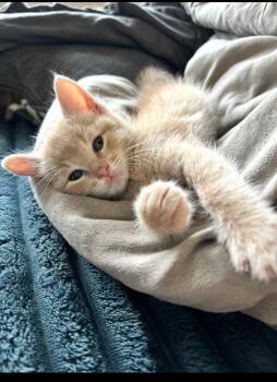Domestic Short Hair Cats Available for Adoption in Brookings, Oregon - Bob | PetCurious