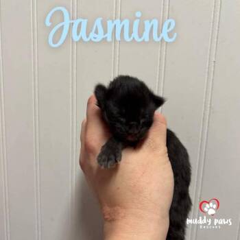 Domestic Short Hair Cats Available for Adoption - Shrub Litter:   Jasmine | PetCurious