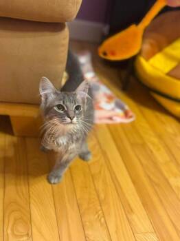 Baby Gray -  Domestic Long Hair Cat for Adoption in Salisbury, North Carolina - Baby Gray | PetCurious