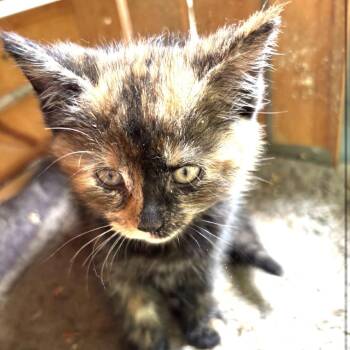 Nutty Siblings - Lotus -  Domestic Short Hair Cat for Adoption in Washington, District Of Columbia - Nutty Siblings - Lotus | PetCurious
