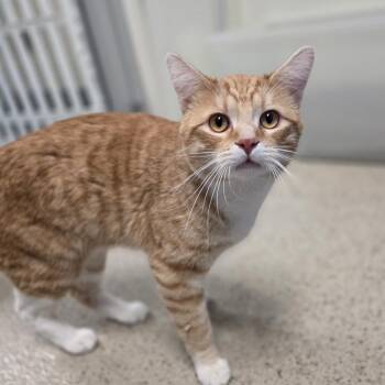 Seeker - sweet, playful boy -  Domestic Short Hair Cat Available for Adoption in Oshkosh, Wisconsin - Seeker - Sweet, Playful Boy | PetCurious