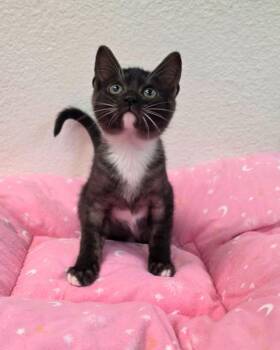 Bertie -  Domestic Short Hair Cat for Adoption in Novato, California - Bertie | PetCurious