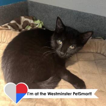Spicy Aioli -  Domestic Short Hair Cat for Adoption in Fort Collins, Colorado - Spicy Aioli | PetCurious