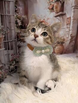 Tabby Cats Available for Adoption in Fremont, California - Scar | PetCurious