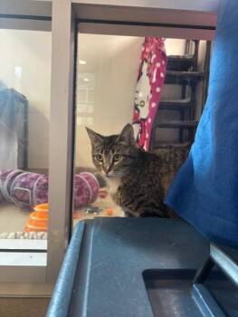 Domestic Short Hair Cats Available for Adoption in Santa Rosa, California - Crabcake | PetCurious
