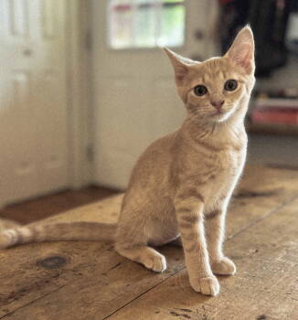 Rescue Tabby Cats for Adoption in Franklin, Tennessee - KITTEN GEORGIA | PetCurious
