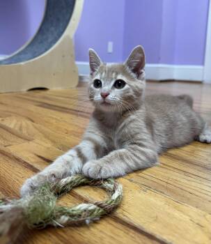 Rescue Domestic Short Hair Cats for Adoption in Monroe, North Carolina - Tumbleweed | PetCurious