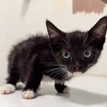 Bob -  Domestic Short Hair Cat for Adoption in Long Beach, California - Bob | PetCurious