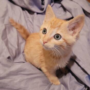 Blaze C12772 -  Domestic Short Hair Cat for Adoption - Blaze C12772 | PetCurious