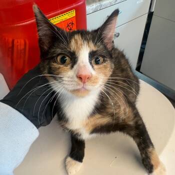 MooreKitten2 -  Domestic Short Hair Cat for Adoption in Huntington, West Virginia - MooreKitten2 | PetCurious