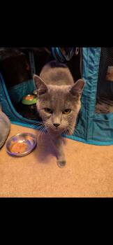 Russian Blue Cats Available for Adoption - Quincy | PetCurious