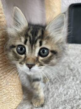 Delta Blue (kitten) -  Maine Coon Cat for Adoption in Enfield, Connecticut - Delta Blue (kitten) | PetCurious
