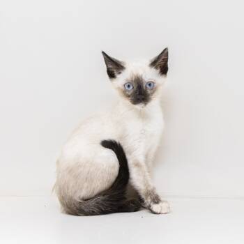 Opal -  Siamese Cat for Adoption in Trophy Club, Texas - Opal | PetCurious