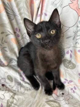 Ripley -  Domestic Short Hair Cat for Adoption in Corpus Christi, Texas - Ripley | PetCurious