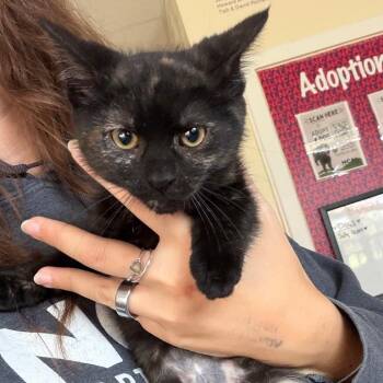Jinkx -  Domestic Short Hair Cat for Adoption in Morristown, Vermont - Jinkx | PetCurious