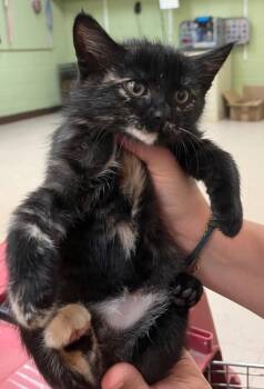 Mochi -  Domestic Short Hair Cat for Adoption in Burnsville, North Carolina - Mochi | PetCurious