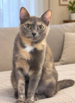 Sandy -  Domestic Short Hair Cat for Adoption in Woodbridge Township, New Jersey - Sandy | PetCurious