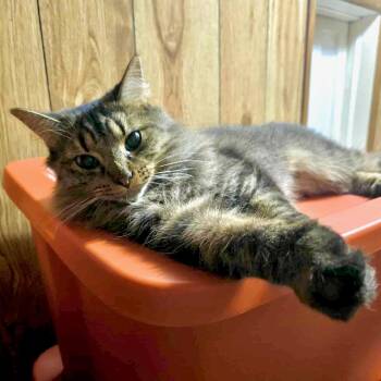 Rescue Domestic Long Hair Cats for Adoption in East Amherst, New York - Pipi | PetCurious