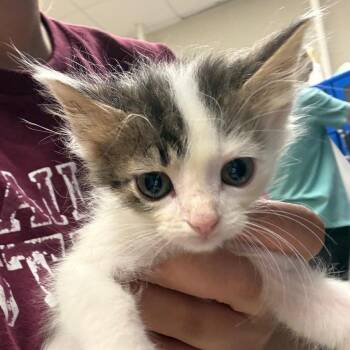 Tom - 060602U -  Domestic Medium Hair Cat for Adoption in Tupelo, Mississippi - Tom - 060602U | PetCurious