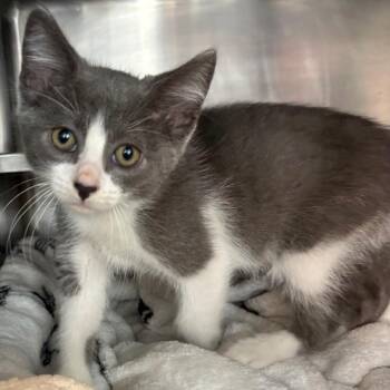 Wesker -  Domestic Short Hair Cat for Adoption in Chicago, Illinois - Wesker | PetCurious