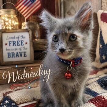 Wednesday (yellow) -  Domestic Medium Hair and Domestic Short Hair Cat for Adoption in Inman, South Carolina - Wednesday (yellow) | PetCurious