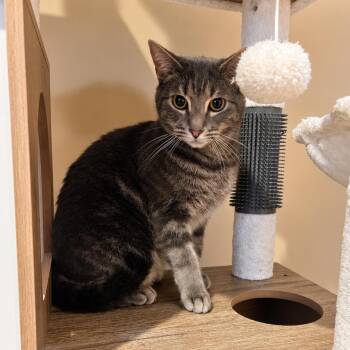 Ricky -  Domestic Short Hair Cat for Adoption in Stamford, Connecticut - Ricky | PetCurious